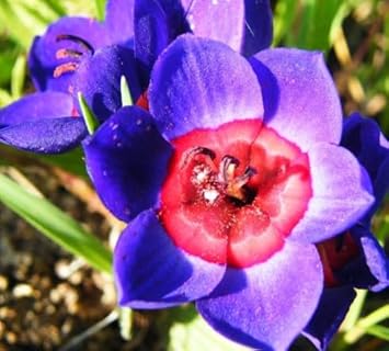 Flower Seeds, Seeds,Seeds For Planting,Plant Seeds