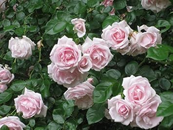 Flower Seeds, Seeds,Seeds For Planting,Plant Seeds