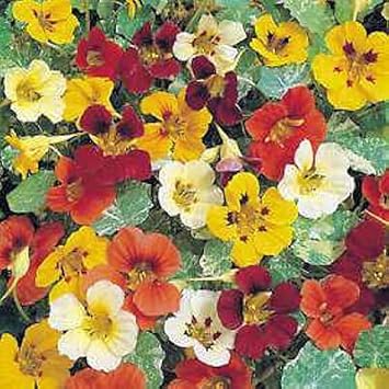 Flower Seeds, Seeds,Seeds For Planting,Plant Seeds