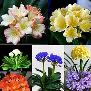Flower Seeds, Seeds,Seeds For Planting,Plant Seeds