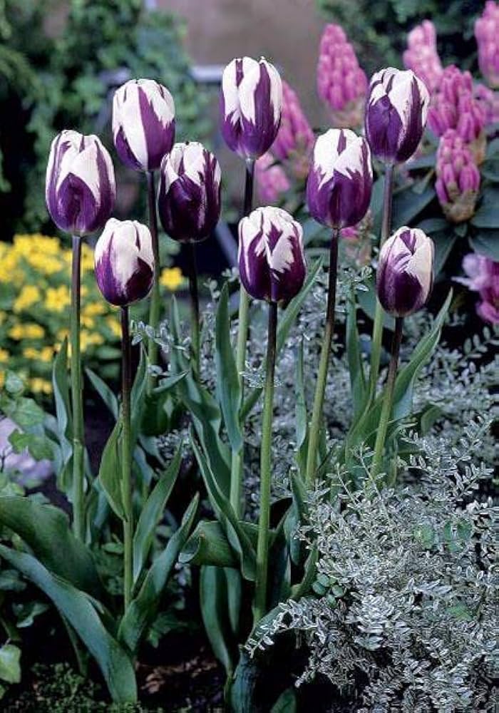 Violet White Tulip Flower Seeds for Planting – Premium Quality, Heirloom, Non-GMO Home Garden