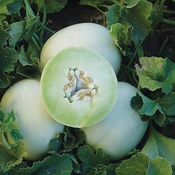 Green Flesh Honeydew Melon Seeds – Organic, Non-GMO Fruit Seeds for Garden Growing
