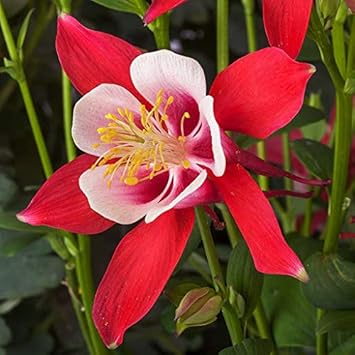 Flower Seeds, Seeds,Seeds For Planting,Plant Seeds