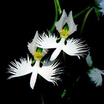 White Radiata Flower Seeds for Planting – Heirloom, Non-GMO, Seasonal Bloomer, Organic Garden Seeds