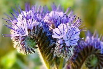 Flower Seeds, Seeds,Seeds For Planting,Plant Seeds