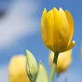 Light Yellow Tulip Flower Seeds for Planting – Heirloom, Non-GMO Compact-Growth Organic Garden Seeds