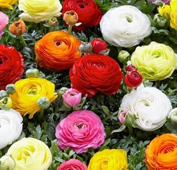 Flower Seeds, Seeds,Seeds For Planting,Plant Seeds