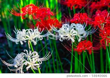 Flower Seeds, Seeds,Seeds For Planting,Plant Seeds