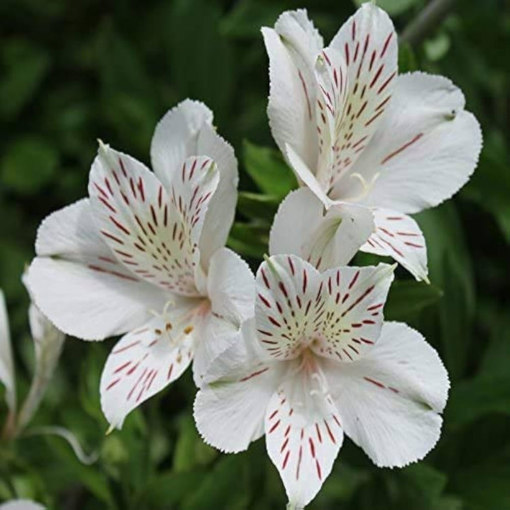 Flower Seeds, Seeds,Seeds For Planting,Plant Seeds