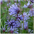Blue Woodruff Flower Seeds for Planting – Heirloom, Non-GMO, High Germination Organic Garden Seeds