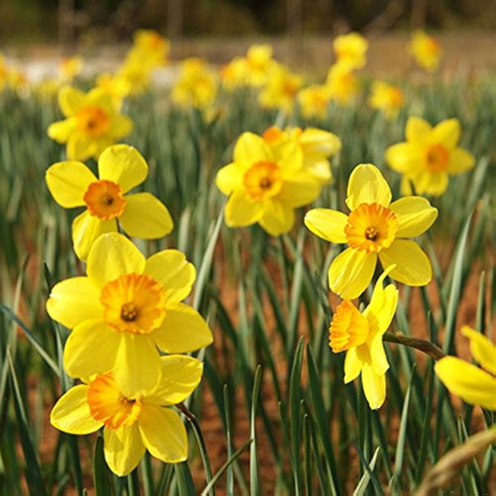 Narzisse Flower Seeds for Planting – Bright Spring Blooms for Gardens &amp; Pots