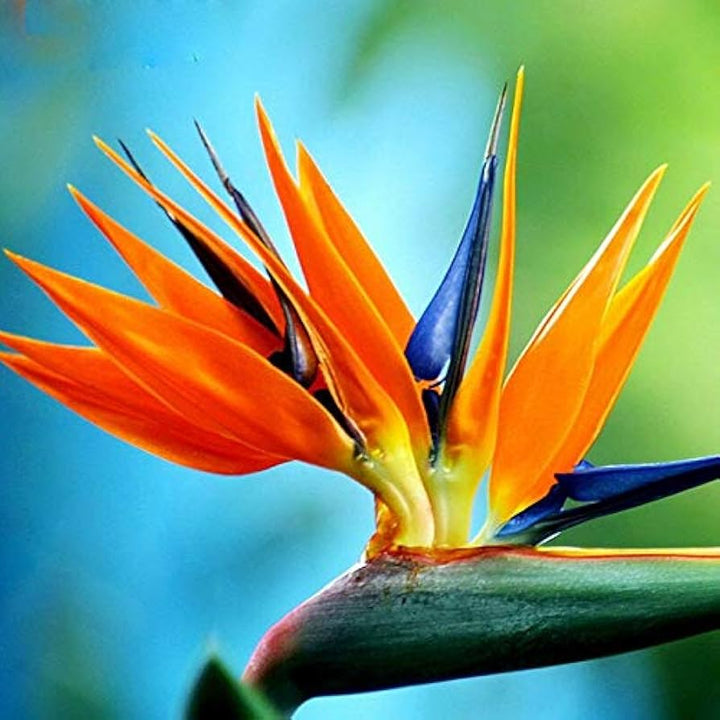 Flower Seeds, Seeds,Seeds For Planting,Plant Seeds