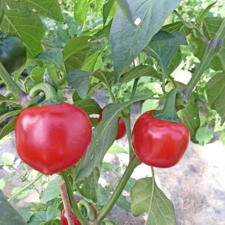 Cherry Bomb Pepper Seeds for Planting – Heirloom & Non-GMO Chili Seeds