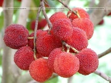 Fruit Seeds,Garden seeds, Seeds For Planting,Plant Seeds