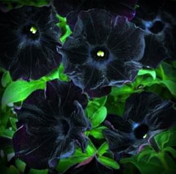 Black Petunia Flower Seeds for Planting – Heirloom, Non-GMO, High Germination Organic Garden Seeds
