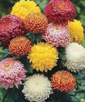 Flower Seeds, Seeds,Seeds For Planting,Plant Seeds