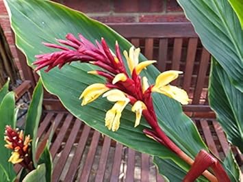 Herb Seeds,Garden seeds, Seeds For Planting,Plant Seeds