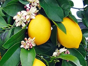 Fruit Seeds,Garden seeds, Seeds For Planting,Plant Seeds