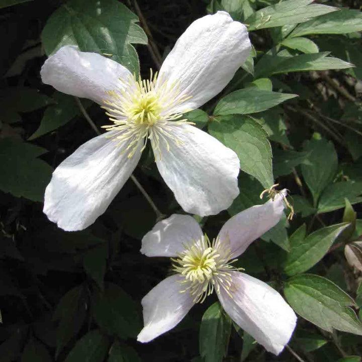 Flower Seeds, Seeds,Seeds For Planting,Plant Seeds