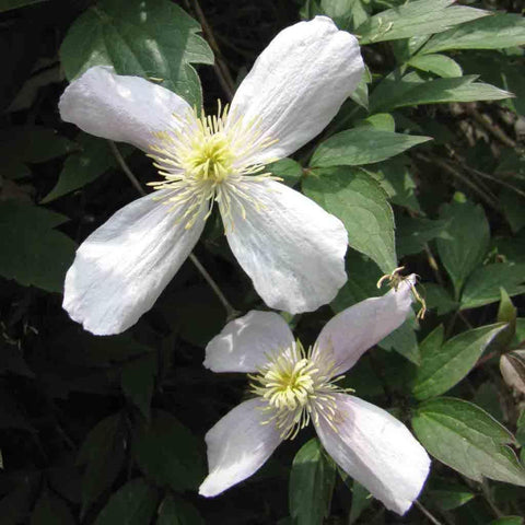 Flower Seeds, Seeds,Seeds For Planting,Plant Seeds