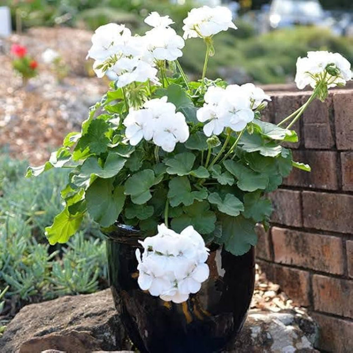 White Geranium Perennial Flower Seeds for Planting – Heirloom, Non-GMO, High Germination Organic Seeds