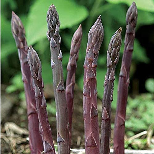 Purple Asparagus Vegetable Seeds for Planting – Heirloom & Non-GMO Garden Seeds for Gourmet Spring Spears