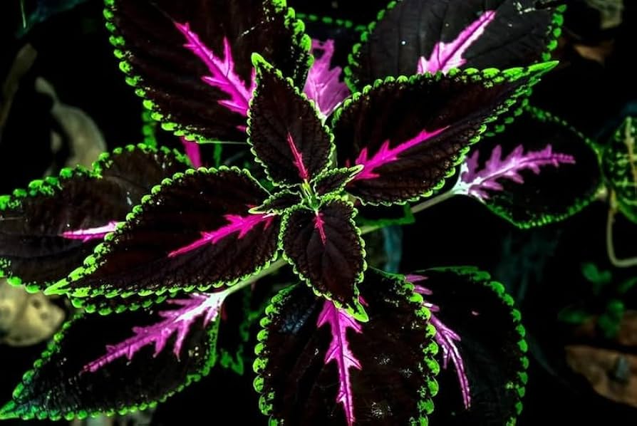 Black Pink Coleus Flower Seeds for Planting – Heirloom, Non-GMO, High Germination Organic Garden Se