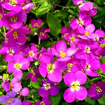 Flower Seeds, Seeds,Seeds For Planting,Plant Seeds