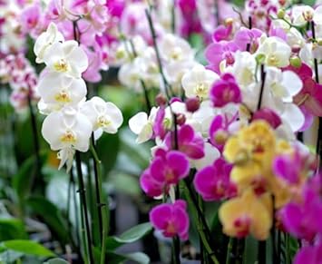 Flower Seeds, Seeds,Seeds For Planting,Plant Seeds