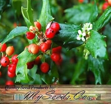 Fruit Seeds,Garden seeds, Seeds For Planting,Plant Seeds
