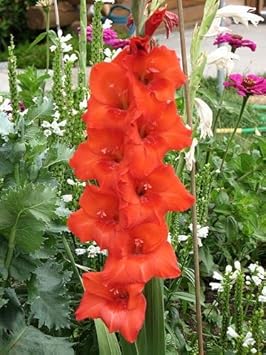 Flower Seeds, Seeds,Seeds For Planting,Plant Seeds