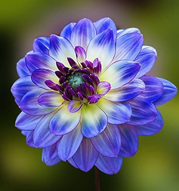 Yellow Blue Dahlia Flower Seeds for Planting – Heirloom, Non-GMO, High Germination, Organic Garden Seeds