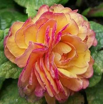 Flower Seeds, Seeds,Seeds For Planting,Plant Seeds