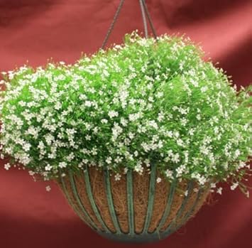 Flower Seeds, Seeds,Seeds For Planting,Plant Seeds