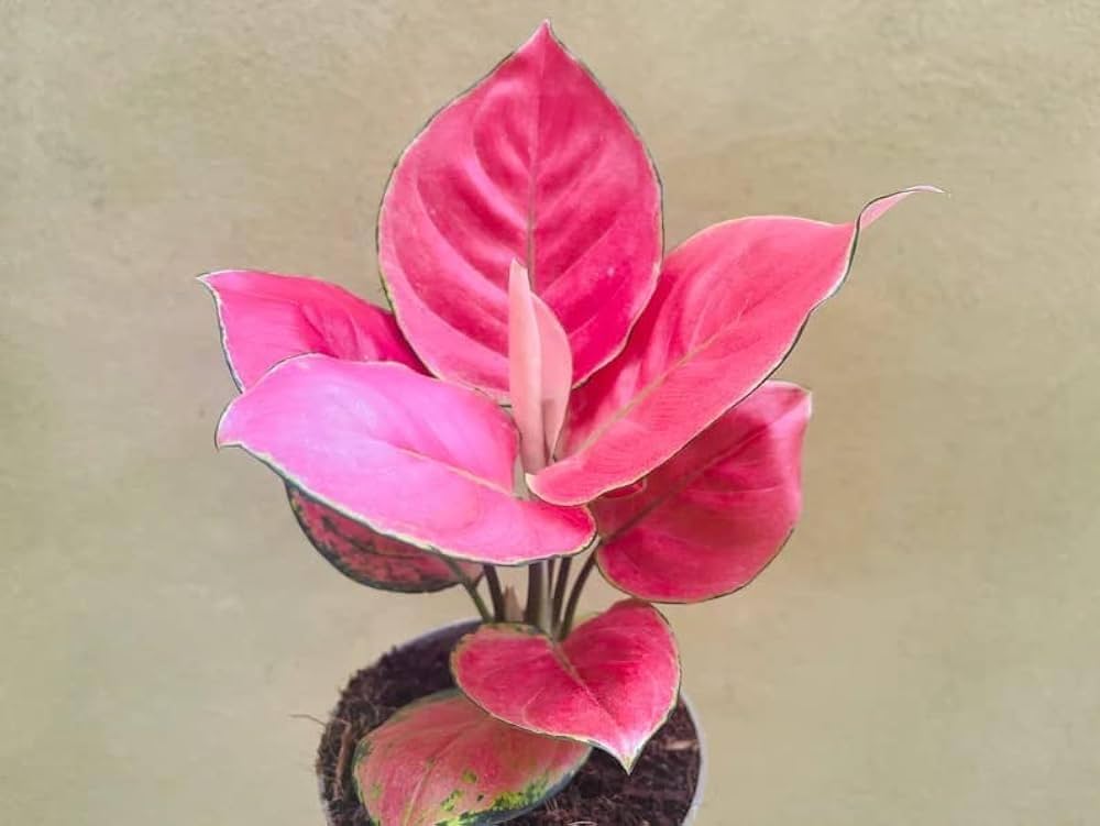 Mix Pink Aglaonema Flower Seeds for Planting – Heirloom, Non-GMO, High Germination Organic Garden Seeds