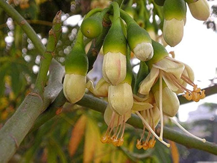 Green Ceiba Pentandra Flower Seeds for Planting – Exotic Kapok Tree Seeds