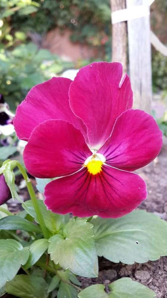 Dark Pink Pansy Flower Seeds for Planting – Heirloom Non-GMO High Germination Organic Garden Seeds