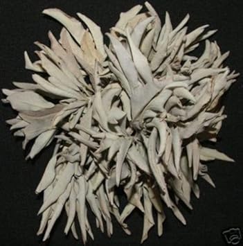 Herb Seeds,Garden seeds, Seeds For Planting,Plant Seeds