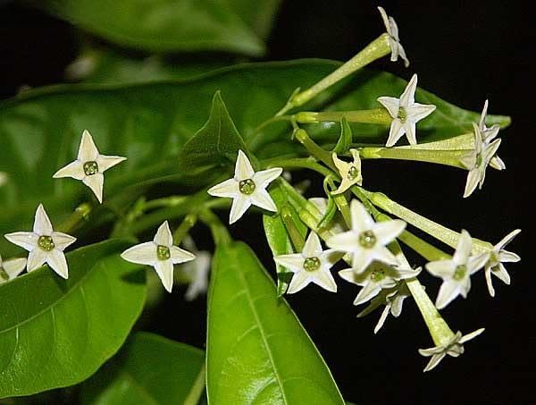 Light Green Evening-Scented Flower Seeds for Planting – Heirloom, Non-GMO, Seasonal Bloomer, High Germination