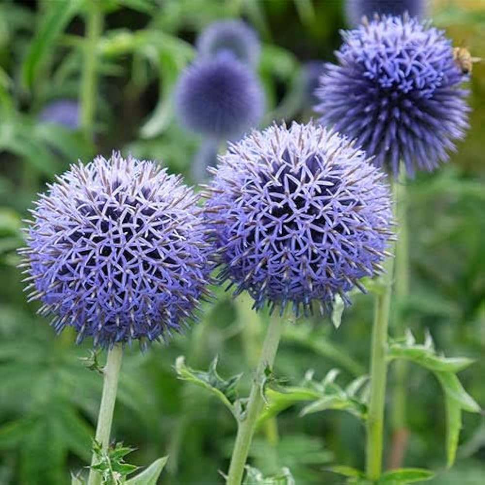 Blue Echinops Ritro Plant Seeds for Planting – Hardy Globe Thistle Flowers