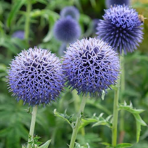 Blue Ritro Flower seeds for Planting - Seasonal Bloomer, Heirloom & GMO Free Seeds for Home Garden