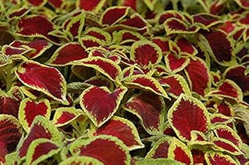 Flower Seeds, Seeds,Seeds For Planting,Plant Seeds