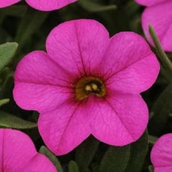 Flower Seeds, Seeds,Seeds For Planting,Plant Seeds