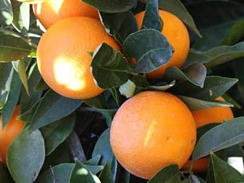 Fruit Seeds,Garden seeds, Seeds For Planting,Plant Seeds