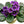 Flower Seeds, Seeds,Seeds For Planting,Plant Seeds