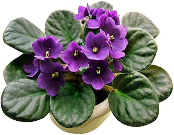Flower Seeds, Seeds,Seeds For Planting,Plant Seeds