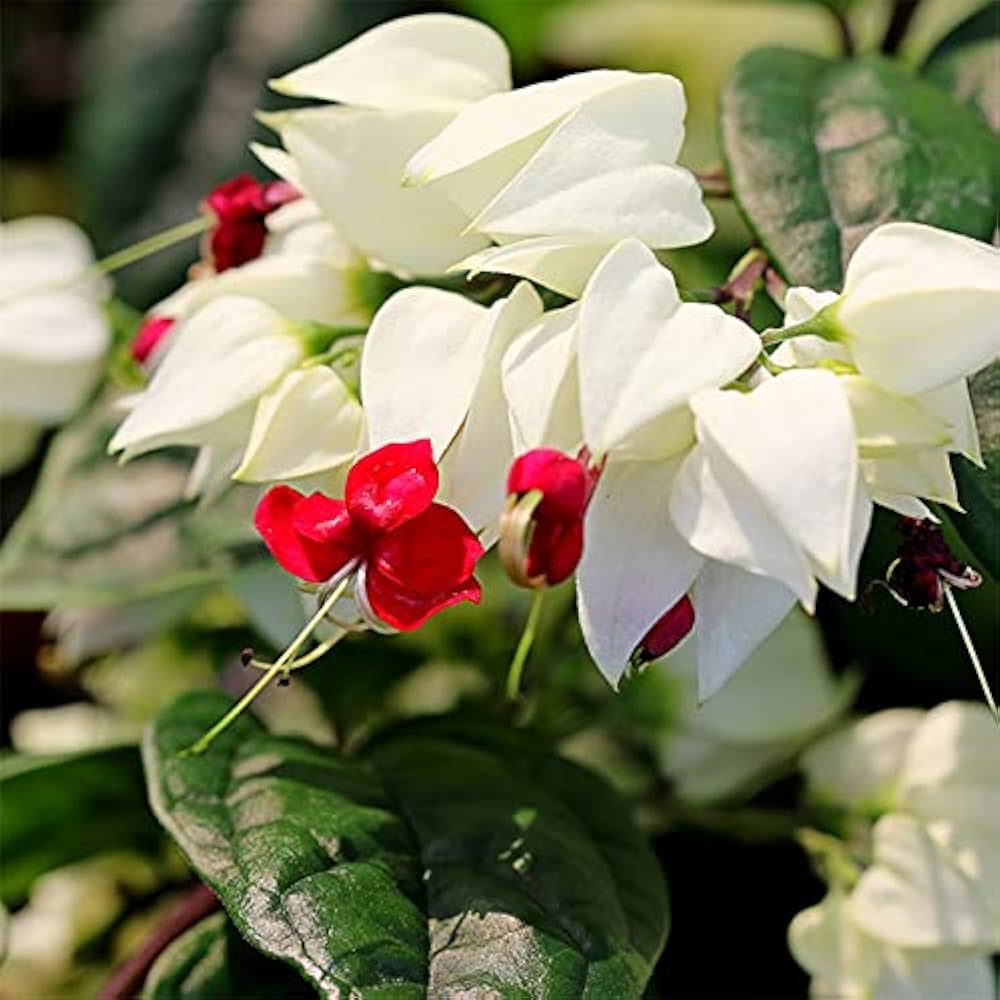 White Clerodendrum Thomsonae Hanging Flower Seeds for Planting – Heirloom, Non-GMO, High Germination Seeds