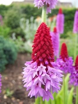 Flower Seeds, Seeds,Seeds For Planting,Plant Seeds