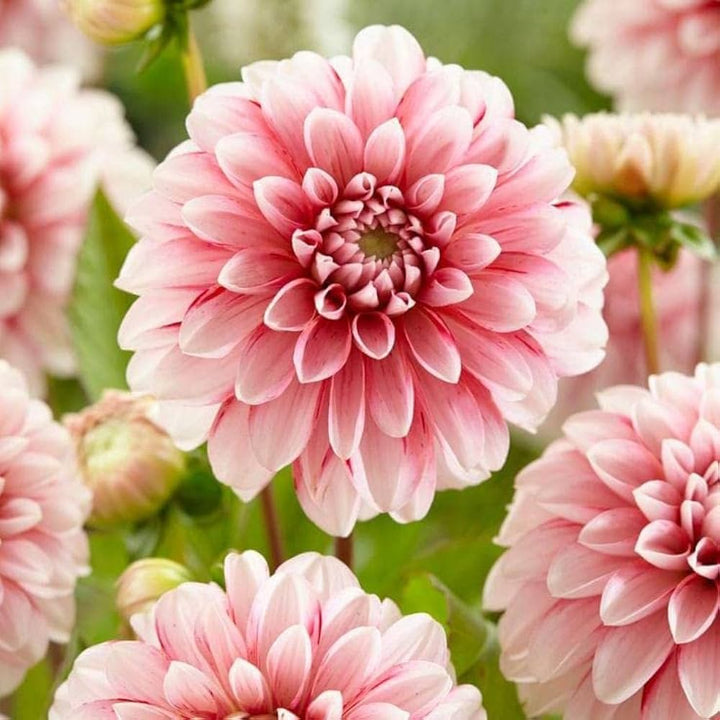Rose White Dahlia Flower Seeds for Planting – Heirloom, Non-GMO, High Germination