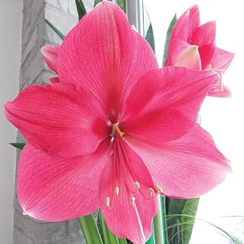 Flower Seeds, Seeds,Seeds For Planting,Plant Seeds